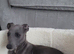 10 week old whippet