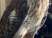 Stunning male ferrutail hawk