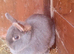 Netherlands dwarf