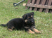 German shepherd puppies