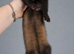 Part Angora kits 9 weeks