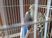 3 young female budgies may 2026 breed