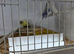 Budgies