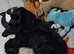 COCKER SPANIEL PUPS IN NI ONLY ONE REMAINING