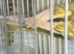 Adult budgie