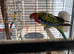 Rosellas breeding pair