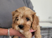 Cavapoo puppies for sale