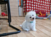 Bichon Frise Only One Left Champion Bloodline