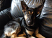 Female German shepherd