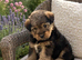 Wawauzer puppies