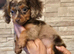 REDUCED last 2 longhair dachshunds