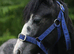 Yearling filly trotter x to make 13hh
