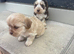 Shih tzu cross show cocker spaniel pups
