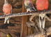 Semi tame bourkes parakeet