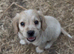Cocker spaniel puppys