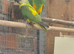 Adult pair of senegal parrots