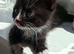 Gorgeous boy ready for his new home