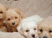 Cavapoo puppy's