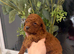 Beautiful kc poodles available