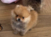 Pomeranian puppy's