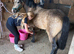 12.2hh 5yo Registered Section C Dun Mare