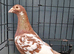 chocolate Red Muleman Breeder pair.