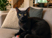 Adult female cats available