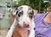 Jack russle male 3 months