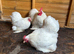 White Pekin hatching eggs