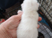 Rag doll x mixed breed kittens