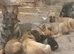Adorable German Shepherd Puppies