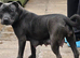 Kc Reg Blue Staffordshire Bull Terrier Puppies