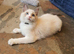 Beautiful GCCF Registered Ragdoll Kittens.