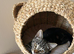 14 week male kitten
