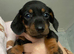 Beautiful dachshund puppies