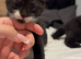 Beautiful Kittens For Sell