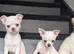 Amazing puppy's in hull