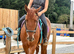 Registered Appaloosa x 15.3hh