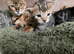 Mixed bengal kitten