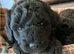 Gorgeous Miniature Labradoodles pups