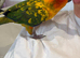 6 months tamed Sun Conure