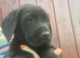 Labrador puppies ready now