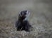 Fitchy ferrets
