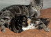 2 beautiful tabby&rsquo;s ready now