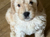 Beautiful f1 cockapoo puppies Ready for new homes on 23rd Oct