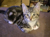 2 kittens looking for new homes