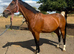 Cash – 16.3hh | 14-year-old Warmblood x Irish Mare