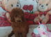 Miniature Poodle.