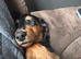 Minature daschund puppies
