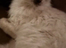 Ragdoll female Tortie with papers